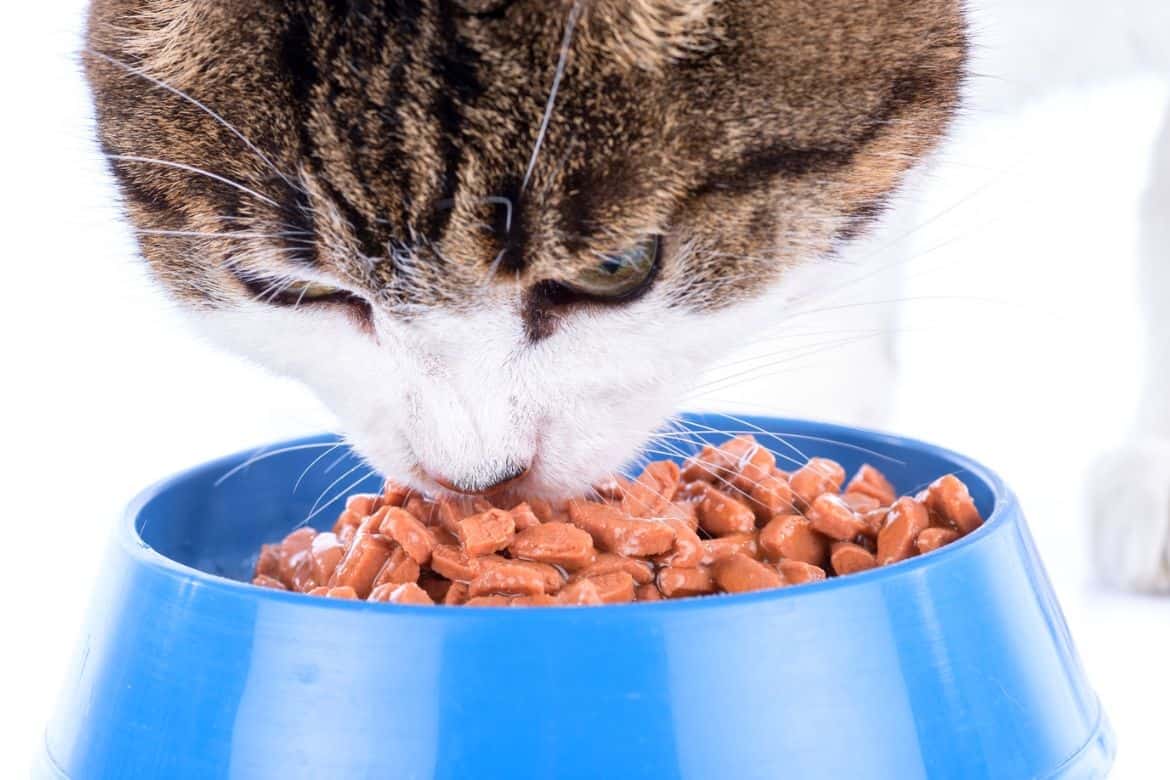 Best Wet Cat Food For Urinary Health Reviews Featured Image