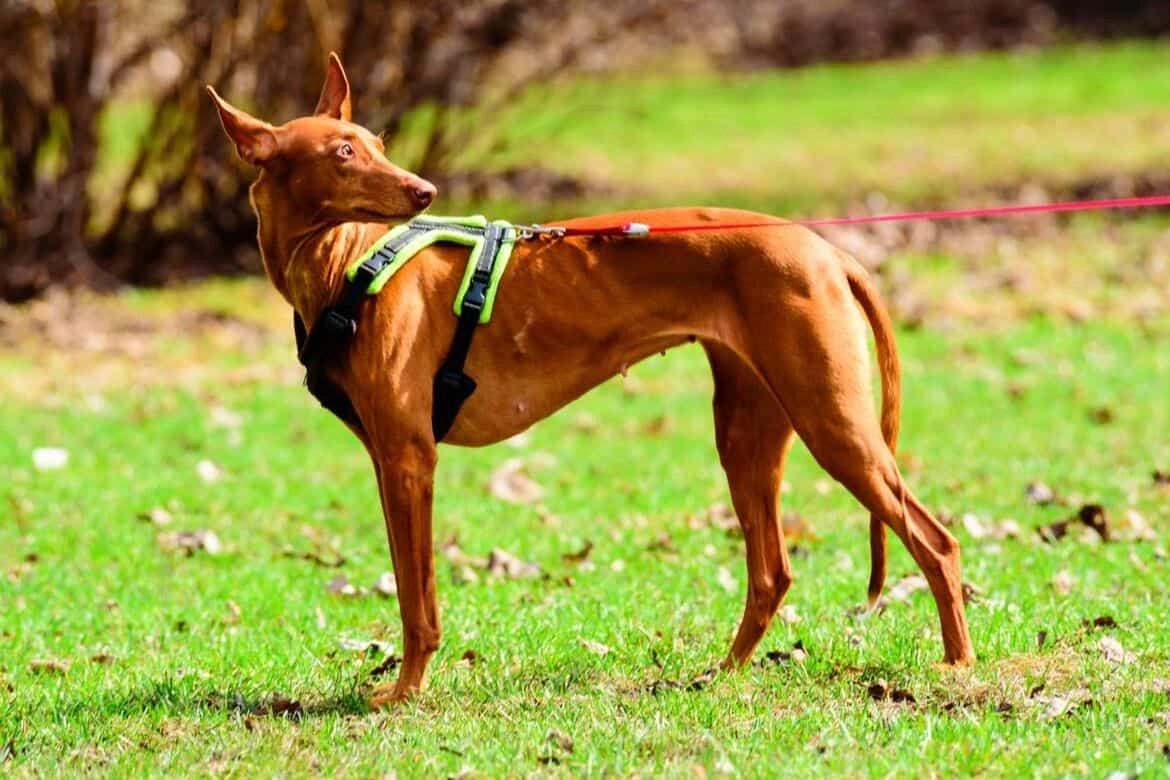 Best Dog Harness Reviews Featured Image