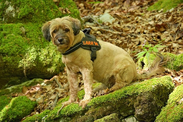 Best Dog Harness Reviews
