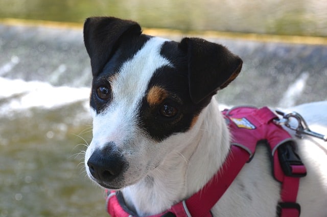 Best Most Comfortable Dog Harness Reviews
