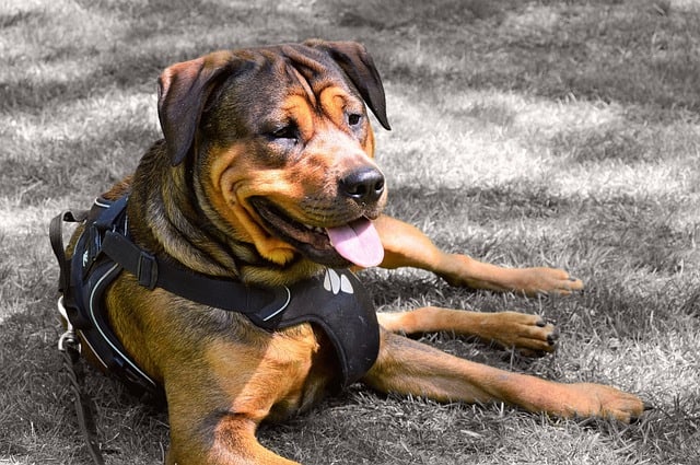 Most Comfortable Dog Harness