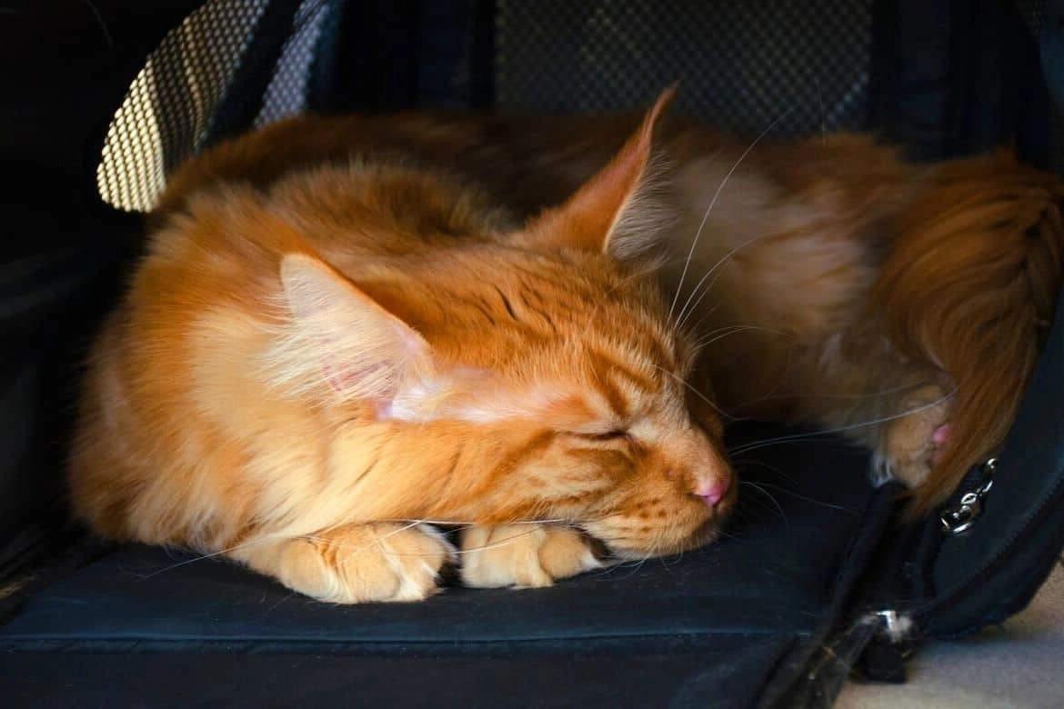 Best Cat Carriers For Car Travel Reviews Featured Image