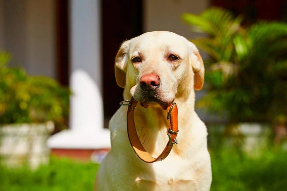 Best Leather Dog Collar Reviews Featured Image