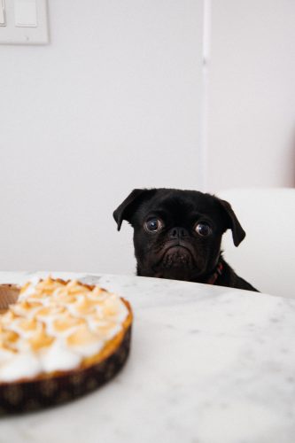 Dog Looking At Food