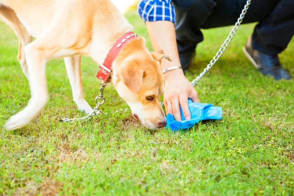 Why Do Dogs Eat Poop Featured Image