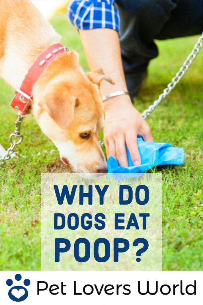 Why Do Dogs Eat Poop Pinterest Image