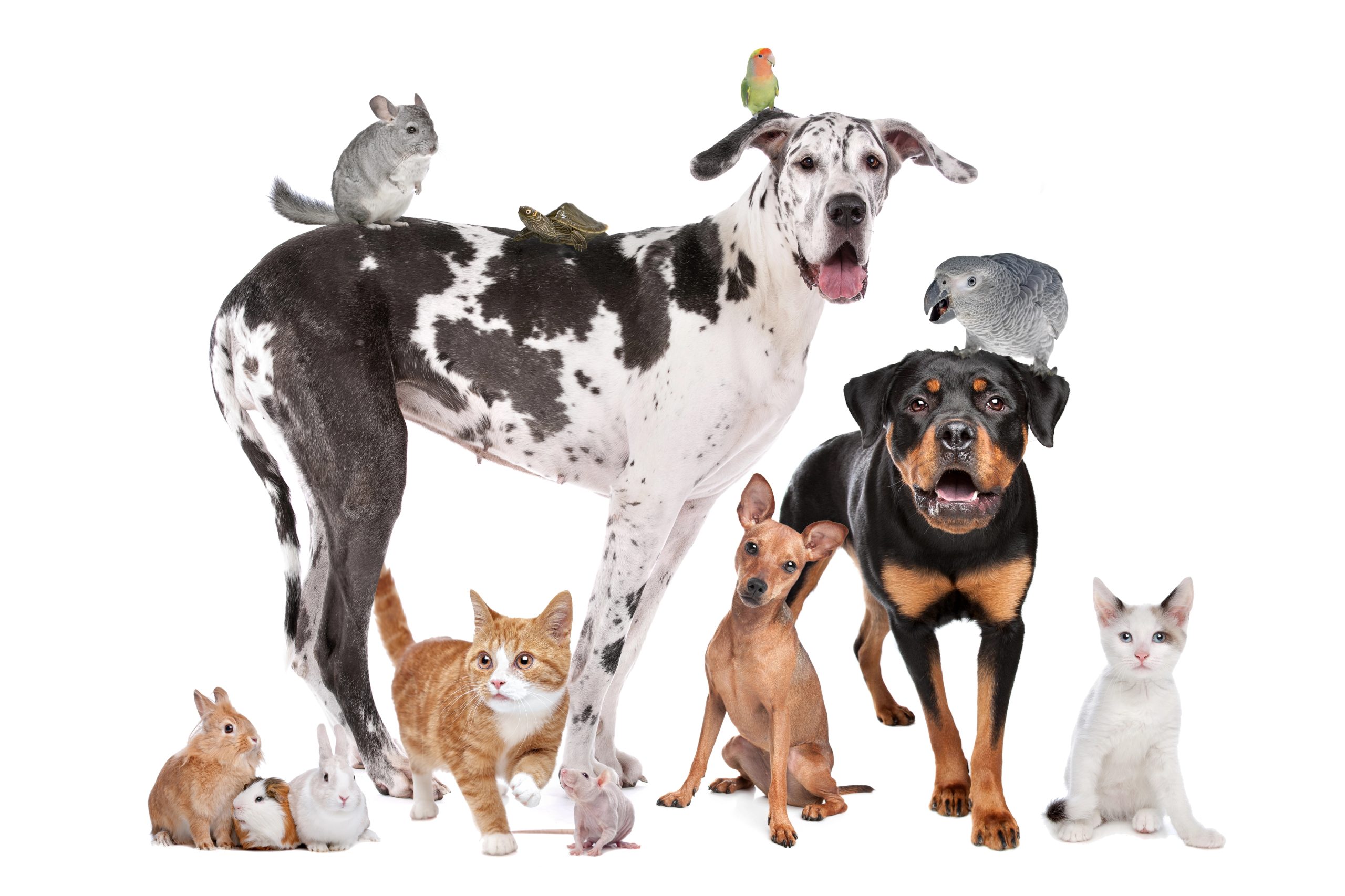 A happy group of pets — dogs, cats, birds and small animals